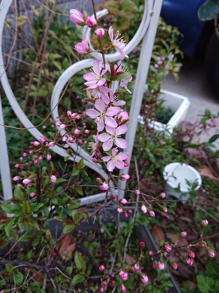の画像 by うみさん | 生命力と狭いスペースとその他いろいろと大好きな植物と見ててあきないときれいと植中毒とさくら 桜 サクラと緑のある暮らしと咲いてるとはるが来た!と多年草と趣味と今朝の一枚とガーデニングと花のある暮らしとかわいいとどんどん増えると咲いた!