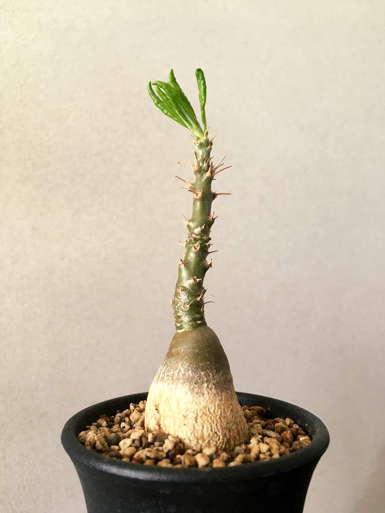窓辺の画像 by ツチノコ太郎さん | 窓辺と多肉植物とコーデックスとサキュレンタムと植中毒と塊根植物とタニラーともうすぐ春と珍奇植物