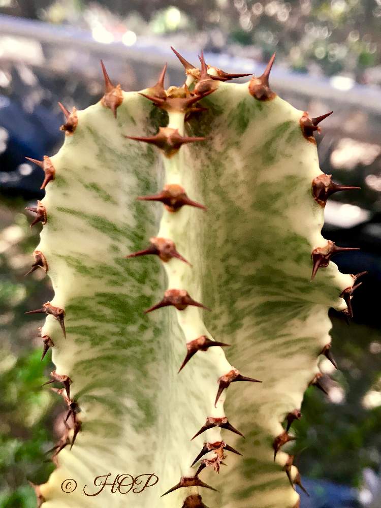 バルコニー/ベランダの画像 by ホップさん | バルコニー/ベランダとユーフォルビア ランガクとEuphorbia abyssinicaと福岡と大規模修繕工事中~( ˘•ω•˘ )とトゲトゲとGS映えとGS日和と植中毒とタニラーとグリーンライフマーケットとユーフォルビアと多肉棚とGreenLife Market