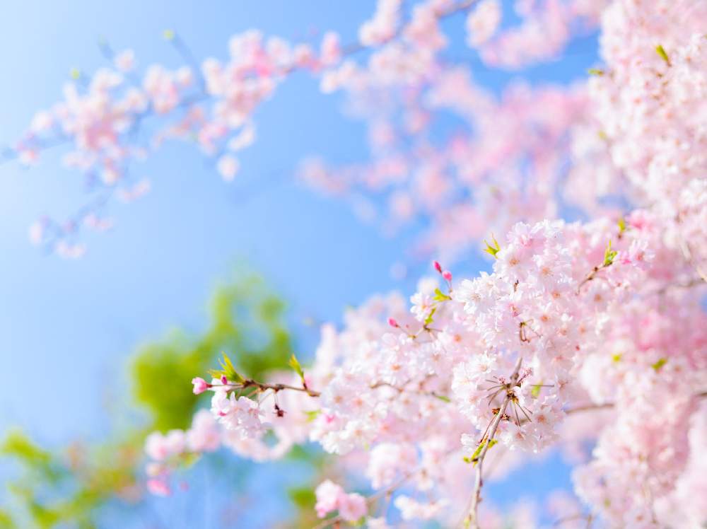 お出かけ先の画像 by シェフイモさん | お出かけ先とさくら サクラ 桜と見ててあきないと写真撮影と『2019桜』フォトコンテストとアップ写真と春の花々❇︎とGS映えとはるが来た!とspringと花のある暮らしとお散歩とcherryblossomと桜 さくら サクラサクとお出かけ先にてと青空に映える