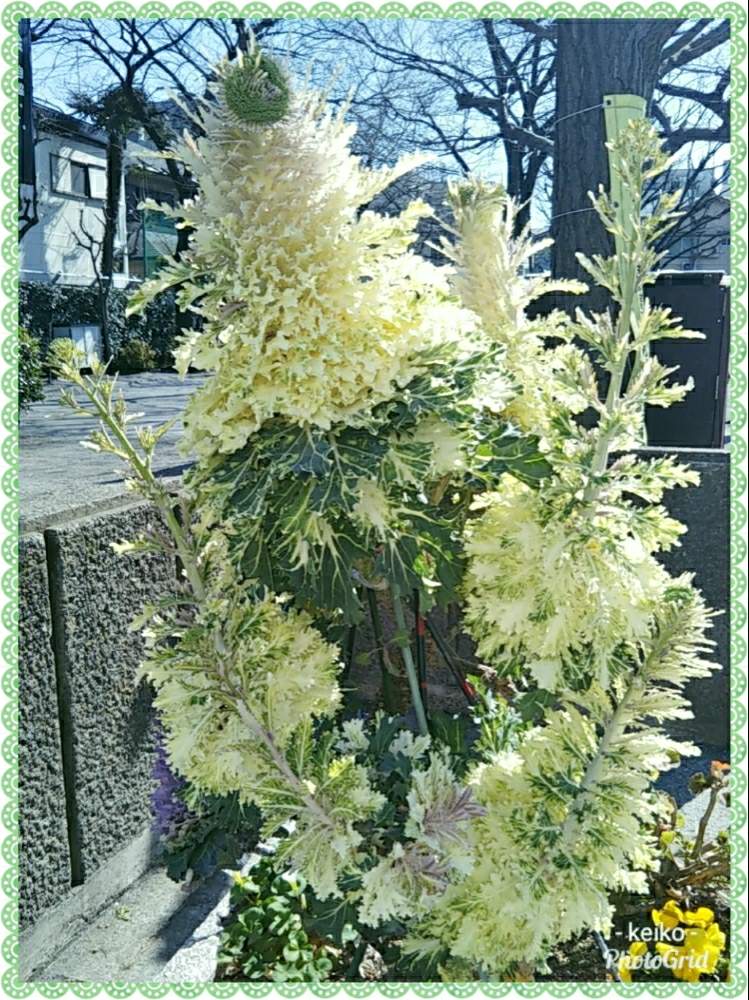 お出かけ先の画像 by Kーーー☘️さん | お出かけ先と近所の公園と♯葉牡丹