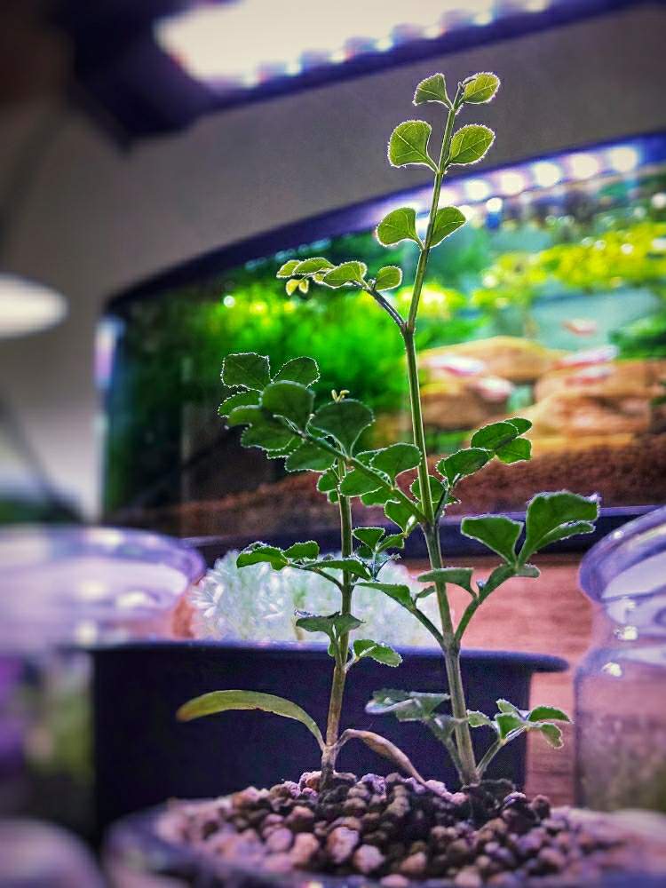 デスクの画像 by chip sp.さん | デスクとシマトネリコと観葉植物と陶器鉢とGS映えと今日の一枚と自作オーバーフロー水槽とライトアップと下から撮影と経過観察