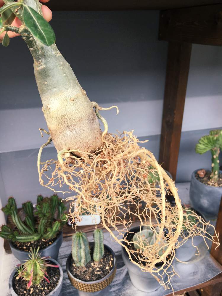 バルコニー/ベランダの画像 by youさん | バルコニー/ベランダとアデニウムと植物育成ライトとオシャレとGS映えとGS日和と植中毒とラブリコとhana farmとDIYとスタッズとスターウォーズと珍奇植物とIKEAとバルコニスト