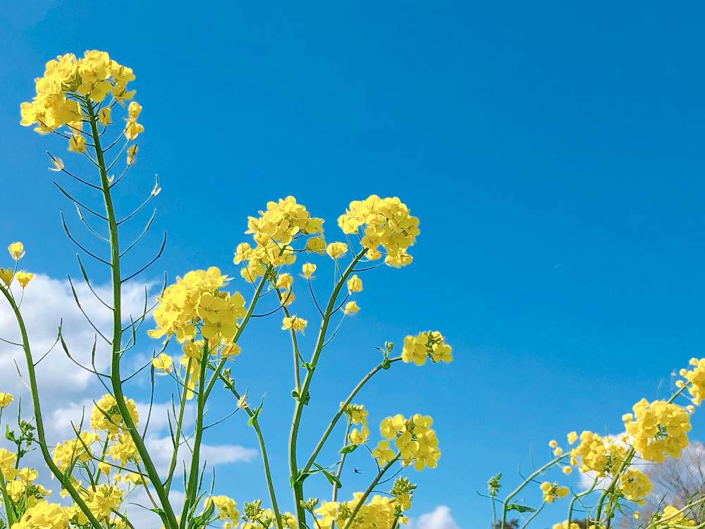 お出かけ先の画像 by mimisaki_akaさん | お出かけ先と菜の花と『早春に咲いた花』フォトコンテストと花のある暮らし