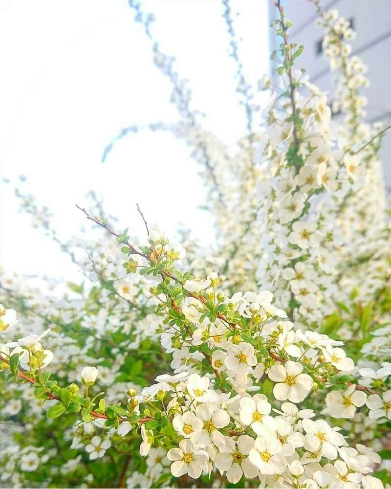 お出かけ先の画像 by cherry♥sageさん | お出かけ先とユキヤナギと白色植物コンテスト2019とかわいいな♡とお写んぽと白い花
