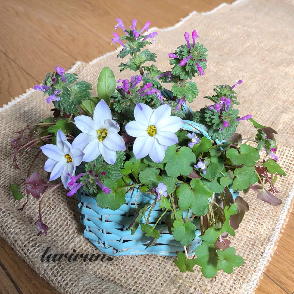 の画像 by らりるん♪さん | ハナニラとツタバウンランとホトケノザと山野草と野草と花のある暮らしとフラワーアレンジメントと『早春に咲いた花』フォトコンテストとバスケットとバスケットアレンジメント