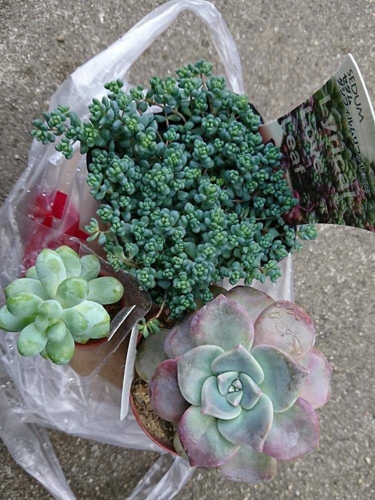 の画像 by りえさん | ダシフィルムリファレンスとクスビタータとパープルデライトと多肉植物初心者と多肉植物とポロポロとパープルデライト。とKOMERIとコメリとたにおたくらぶNo.59とダシフィルムリファレンス。と新入りさんと仲間入りとたにおたくらぶと多肉初心者とクスビタータ。