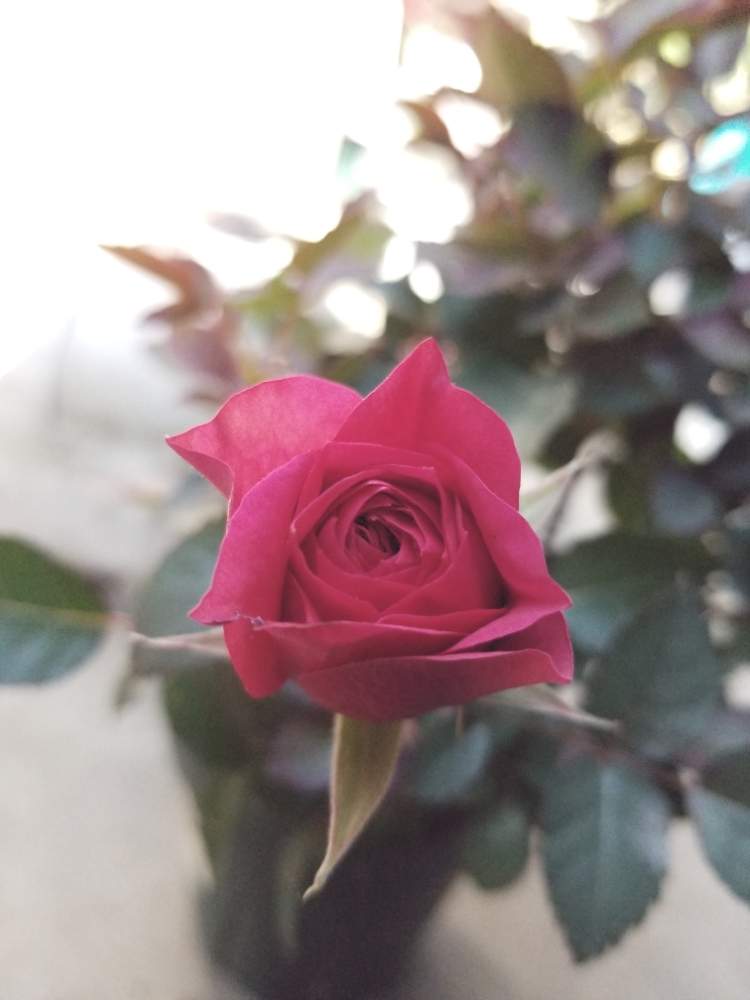 バルコニー/ベランダの画像 by ニワバラベラバラさん | バルコニー/ベランダとボタニカルライフとばら バラ 薔薇と籾殻くん炭とこれが男のバラ道ですからとミニバラ鉢植えとバラ大好きとベニカxファインスプレーと適当の極めとバラ 鉢植えとオルトランDX忘れずにと植物男子ベランダーとベニカ散布と赤い花とマグァンプKと花のある暮らしとばら 薔薇 バラとバラ・ミニバラとロザリアンと牛糞堆肥と赤いバラ