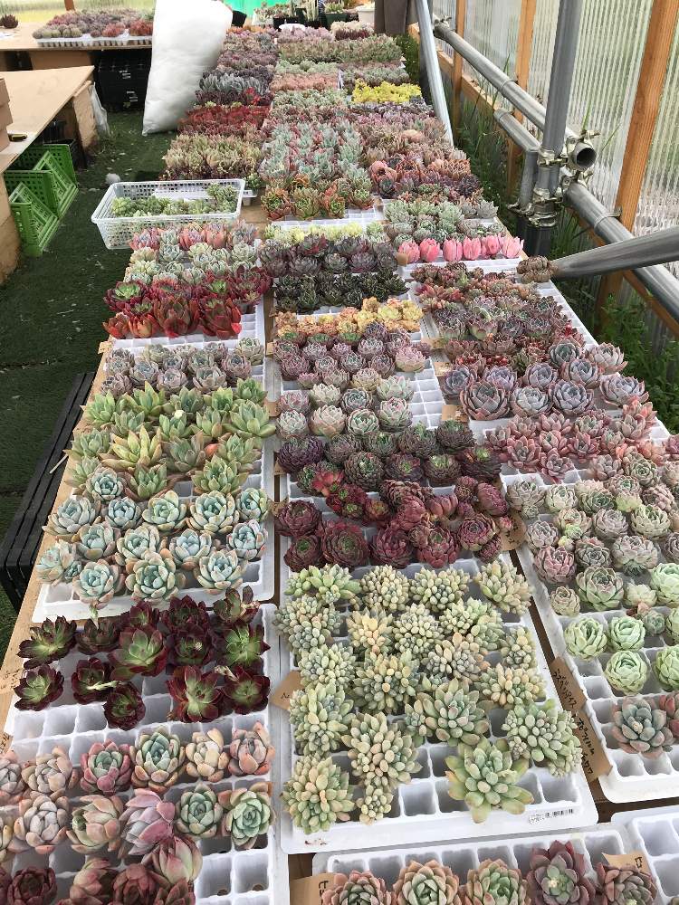 の画像 by ラクア・キアーラさん | 多肉植物とメルカリ販売と多肉植物販売とラクアとエアーマジックと多肉女子と韓国苗買い付けと韓国販売とラクア・キアーラとメルカリとメルカリ販売中と多肉寄せ植え