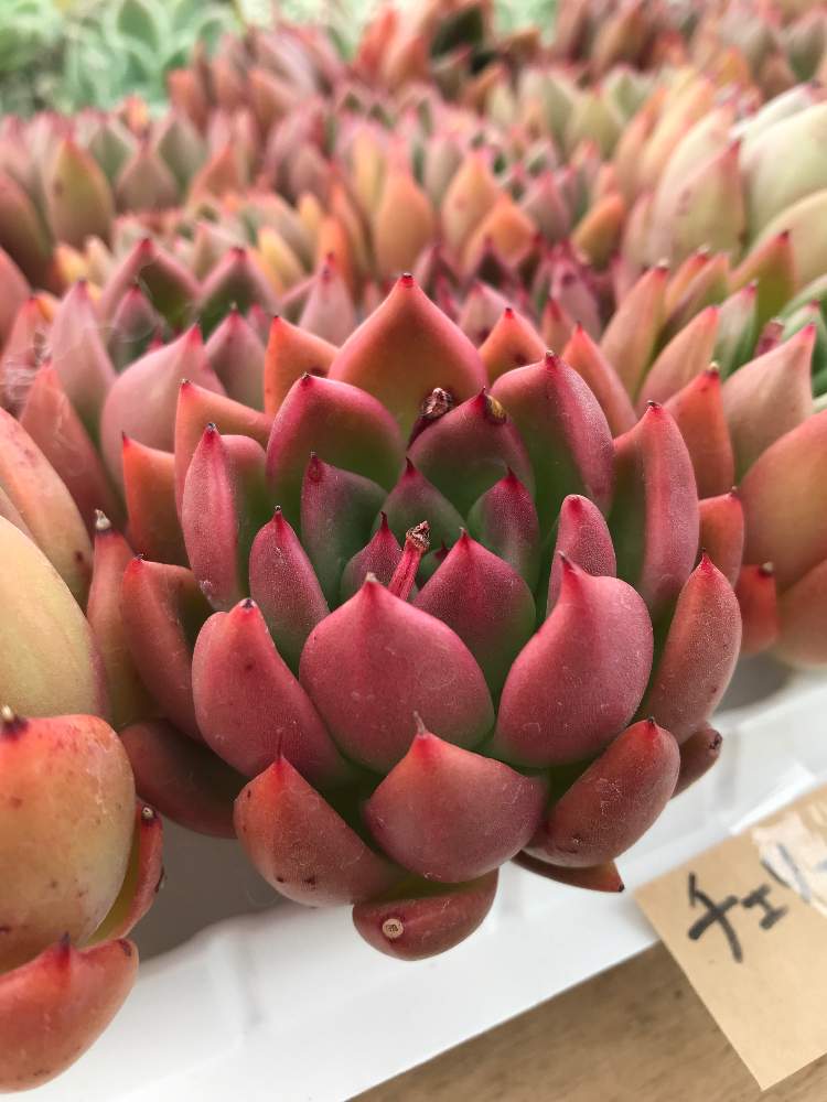 の画像 by ラクア・キアーラさん | 多肉植物とメルカリ販売と多肉植物販売とラクアとエアーマジックと多肉女子と韓国苗買い付けと韓国販売と韓国苗とラクア・キアーラとメルカリとメルカリ販売中と多肉寄せ植え