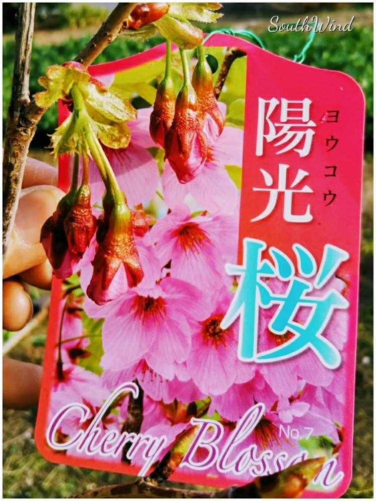 小さな庭の画像 by 南の風さん | 小さな庭とサクラの苗木とサクラの花と『2019桜』フォトコンテストとGS映えとカインズと埼玉県南部と苗木と大輪のサクラと埼玉県と記念樹と花のある暮らしとカインズ浦和美園店と陽光桜❁︎