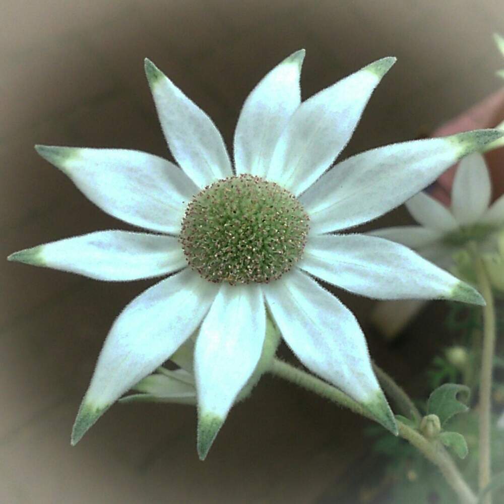 お出かけ先の画像 by non*noさん | お出かけ先と誠実と フランネルフラワーと白いお花とフランネルフラワー/リトルエンジェル