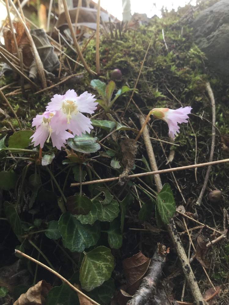 の画像 by んももさん | イワウチワと岩団扇とピンク色の花と春の訪れと山野草