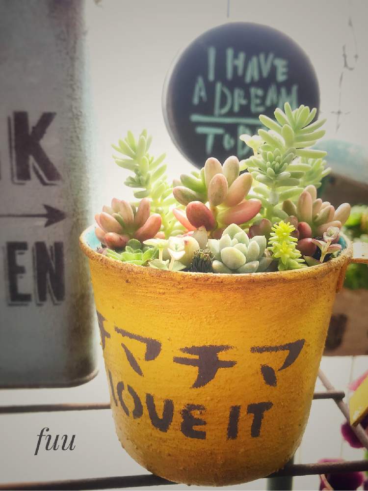 バルコニー/ベランダの画像 by ふみにゃんさん | バルコニー/ベランダとちまちま 寄せとHTCとmy gardenとドライフラワーとよろしくね♡とありがとう♡とHTC No60とB型と多肉とみどりのマルシェと植中毒とリメ缶・リメ鉢としあわせ♡と素敵な出会いに感謝とハンドメイドと極小ガーデンとHTC社員と潤い欲しい