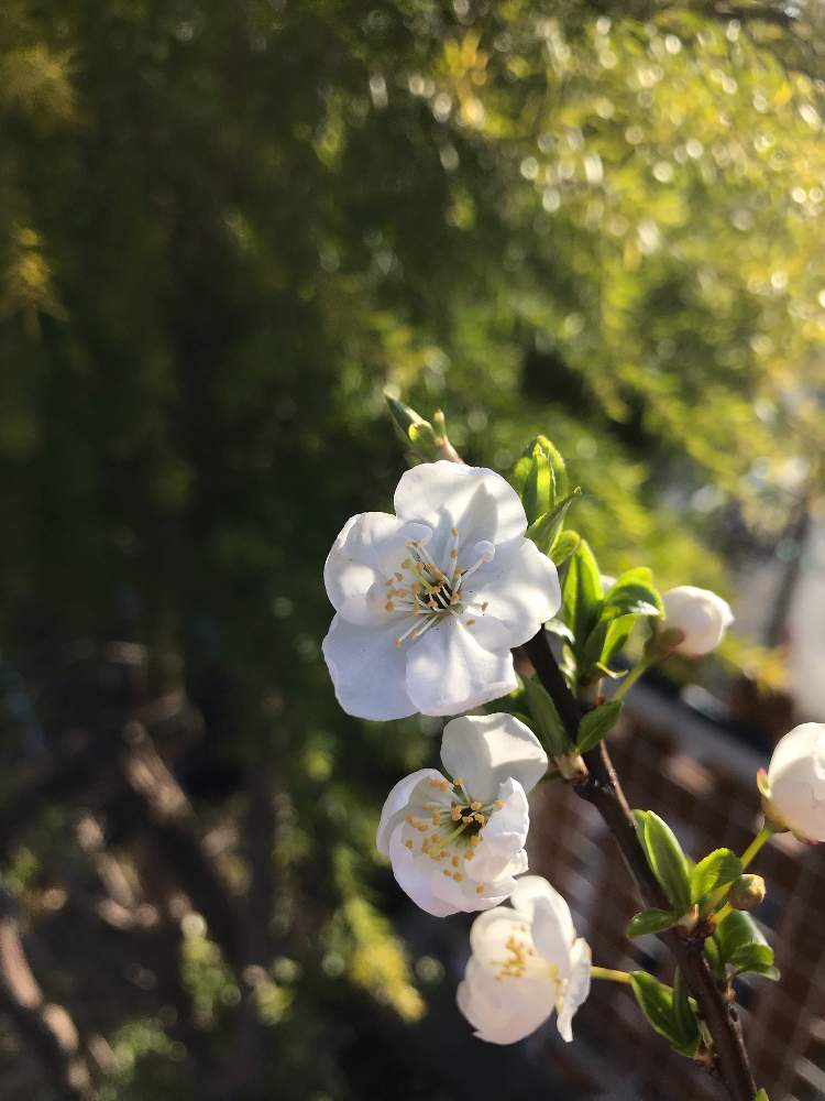広い庭の画像 by ポポーさん | 広い庭とカルシウムの木とカルシウムノキとPrunus humilis.と男子中学生のお悩みと家庭菜園と果樹とGS映えと果物とくだものと農家と植中毒と温帯果樹と男子中学生の挑戦(笑)と野性的果樹と野生果樹と珍奇植物と花のある暮らしと家庭菜園奮闘日記と果樹苗と有用植物とガチ農業とフルーツ