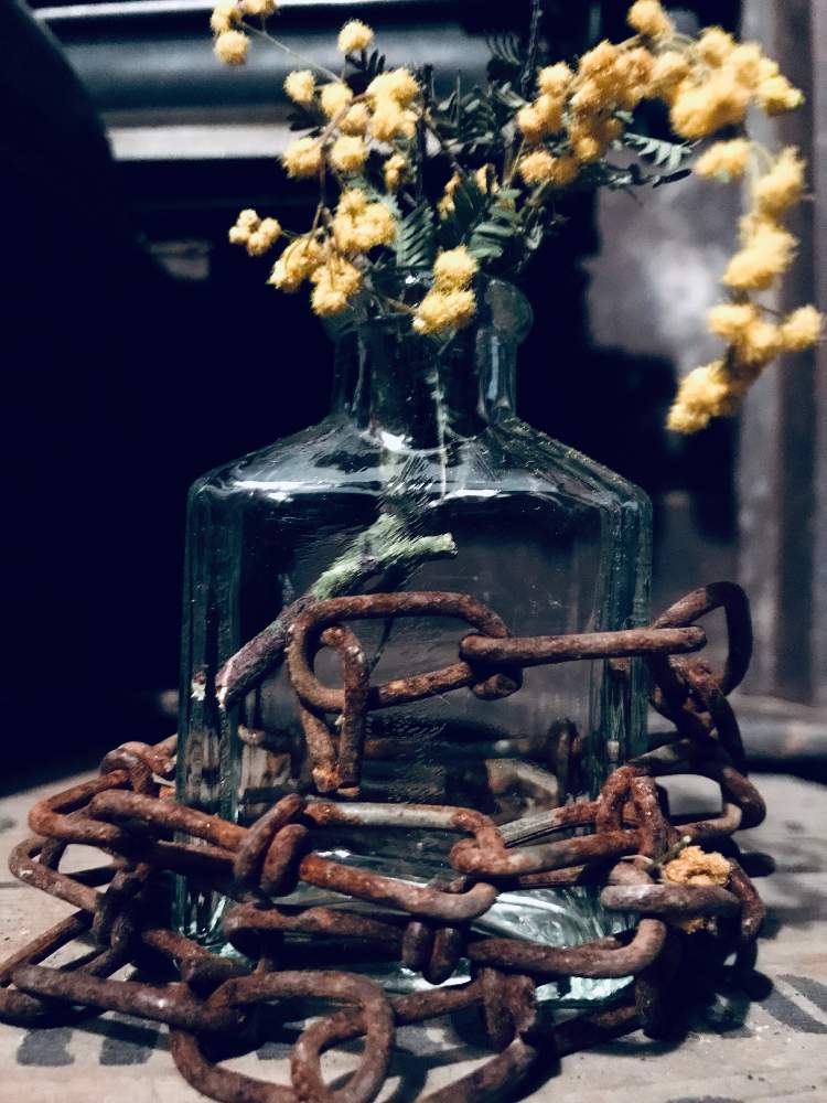 インテリアの画像 by tanitenさん | インテリアと ミモザと植物のある暮らしとサビサビとドライフラワーとtanitenとアンティークと『早春に咲いた花』フォトコンテストとGS映えと今日の一枚と錆びとガーデニングと花のある暮らしと古道具