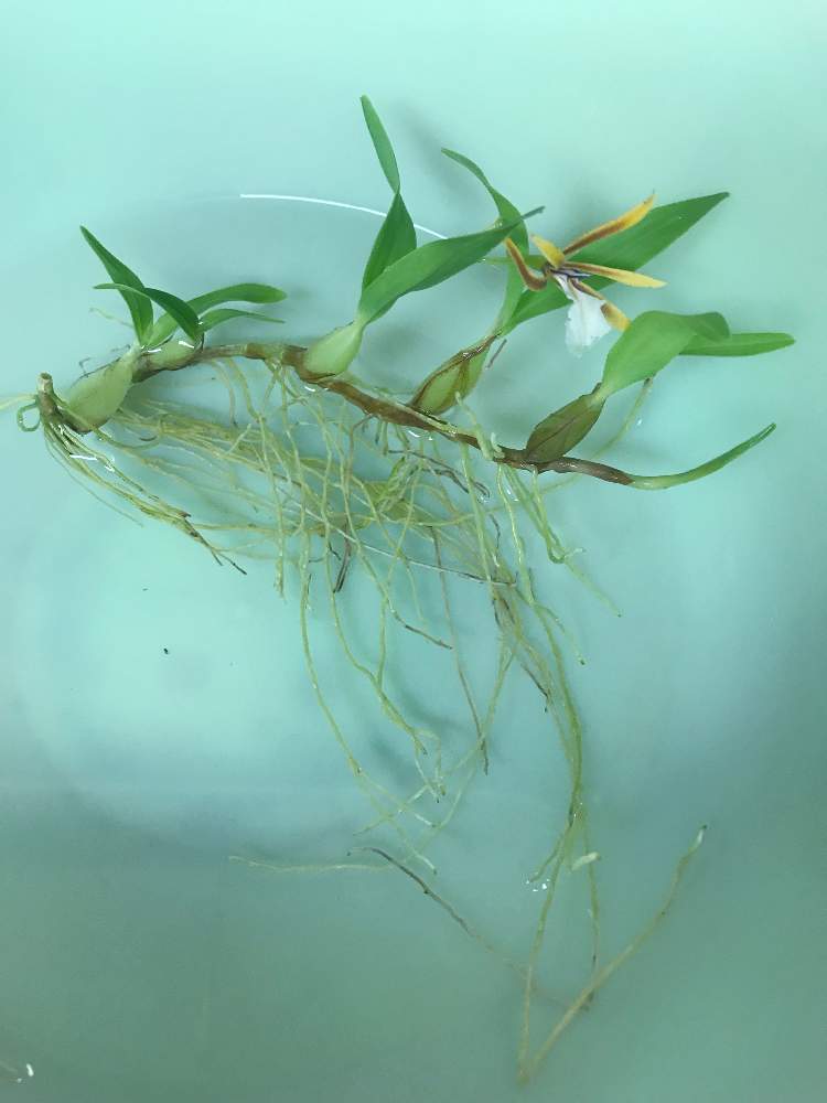 部屋の画像 by 仁美さん | 部屋とディネマ ポリブルボンと着生ランとのびのびとコルク着生と花のある暮らしとワイルドと根っこフェチ