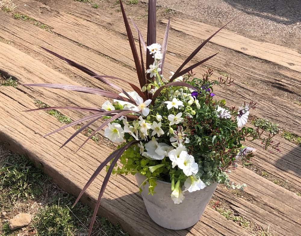 お出かけ先の画像 by お花屋さんさん | お出かけ先と寄せ植え教室とHTCとキュンキュン乙女倶楽部と寄せ植えと癒しとクレマチス♬と春が来た❣️とハゴロモジャスミン⚪と楽しかった♪とペチュニア☆とジャスミン❤︎とナチュラルスタイルと花のある暮らしとやっぱり花が好き♡とクレマチスカートマニージョー☆