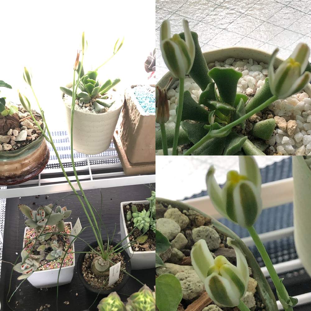 部屋の画像 by hiroさん | 部屋とアルブカ ネルソニーと多肉植物と洋蘭と観葉植物と冬越しとハオルチア属と山野草と『早春に咲いた花』フォトコンテストとGS映えと珍奇植物と花のある暮らしとユーフォルビアと東洋蘭とエビネ蘭と四季の花とバルコニスト