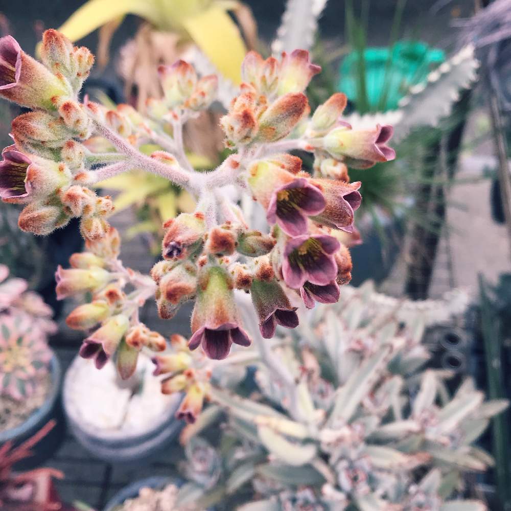 の画像 by 花ショップ エーデルさん | 月兎耳と多肉植物と月兎耳の花とカランコエ・トメントーサとエーデルとカランコエ属と花のある暮らしと花ショップエーデル