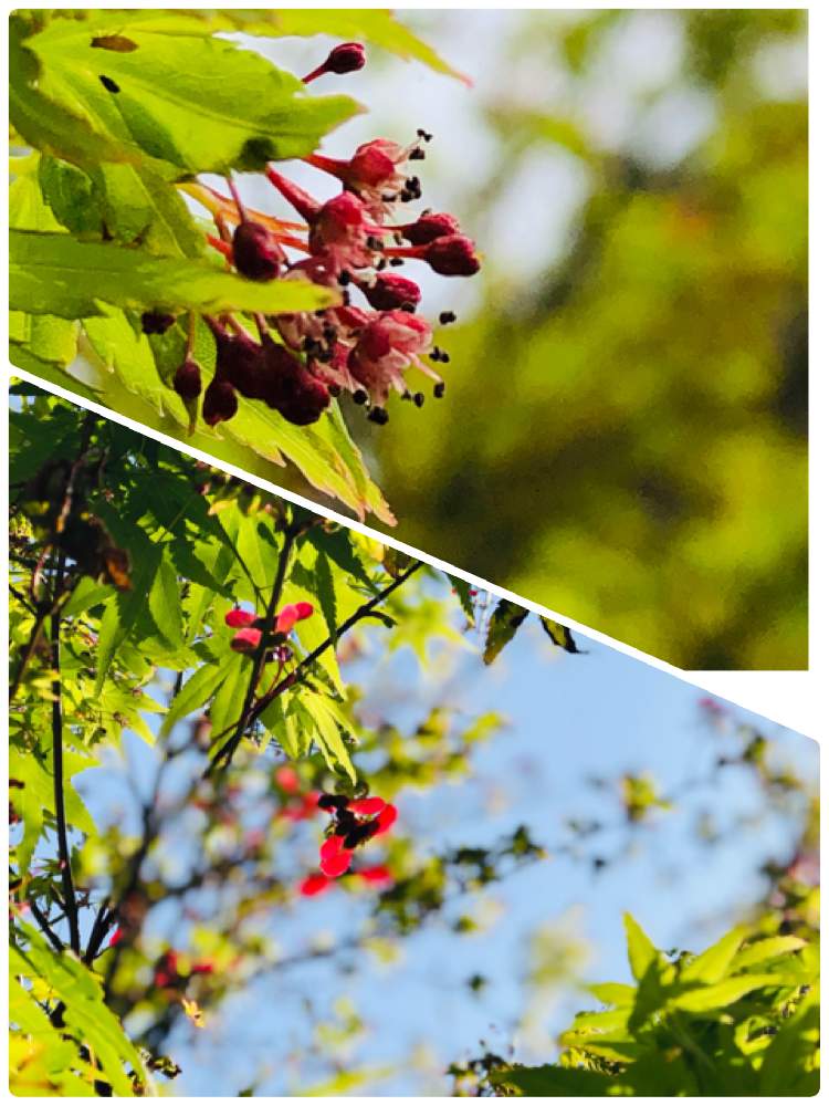 小さな庭の画像 by ふみさん | 小さな庭とモミジの花とモミジの実と花のある暮らしと春色と地植えともうすぐ春と新芽