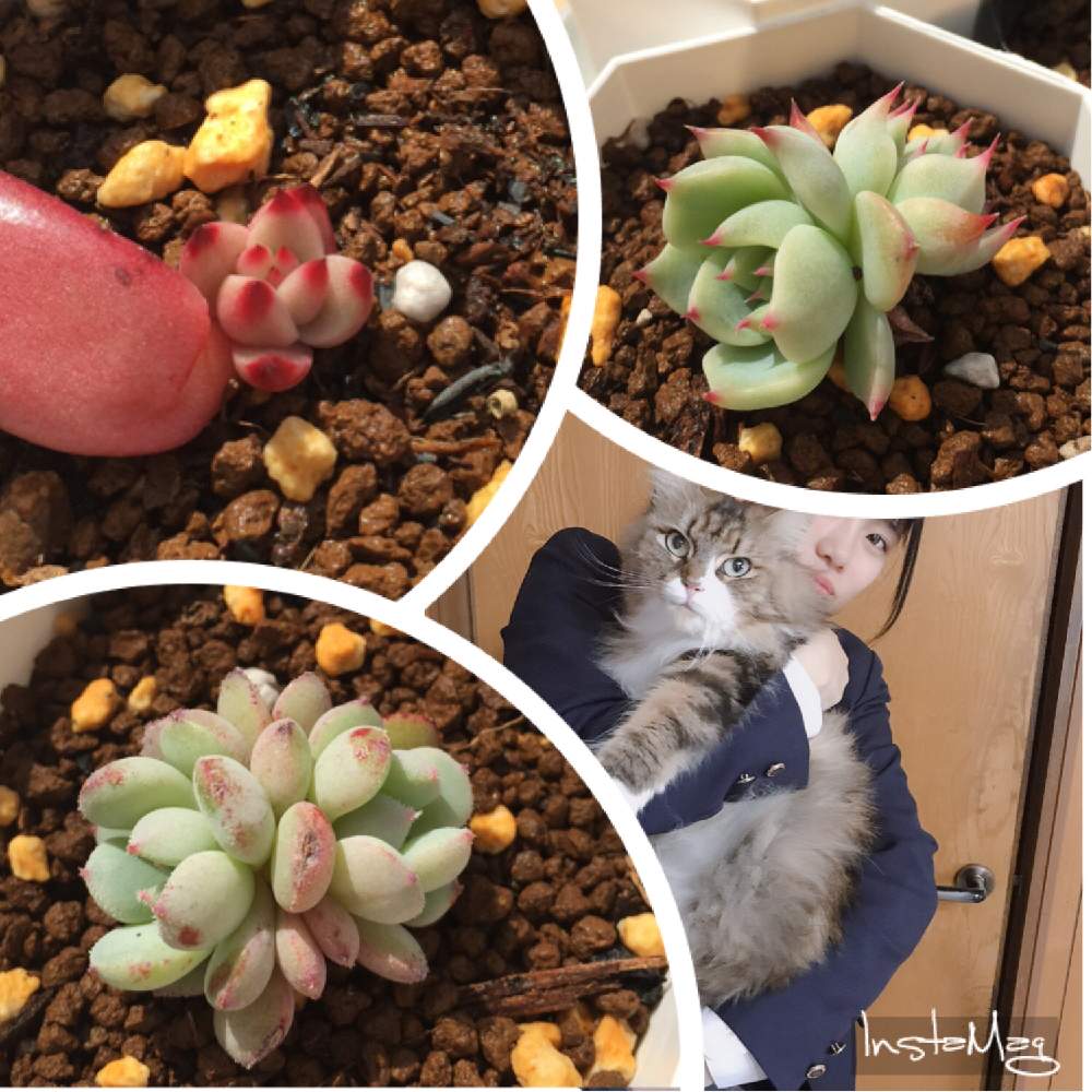 の画像 by Mの森さん | 桃太郎とロメオと渚の夢とHTCと葉挿しっ子と実家のにゃんこと植中毒と多肉女子とタニラーと花のある暮らし