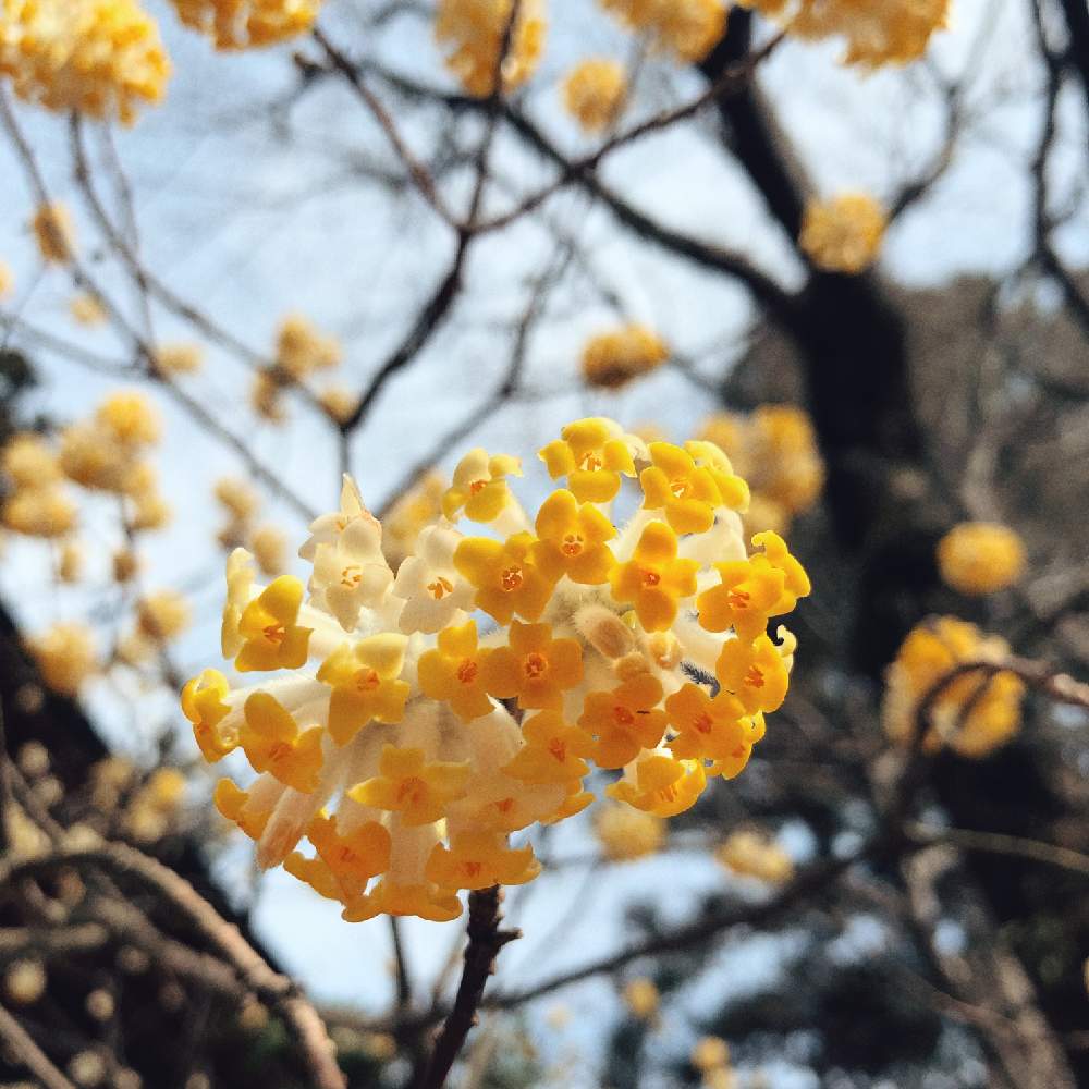 お出かけ先の画像 by richrichさん | お出かけ先とミツマタとminorinophotoとfilmっぽくときいろいお花と高尾山の道