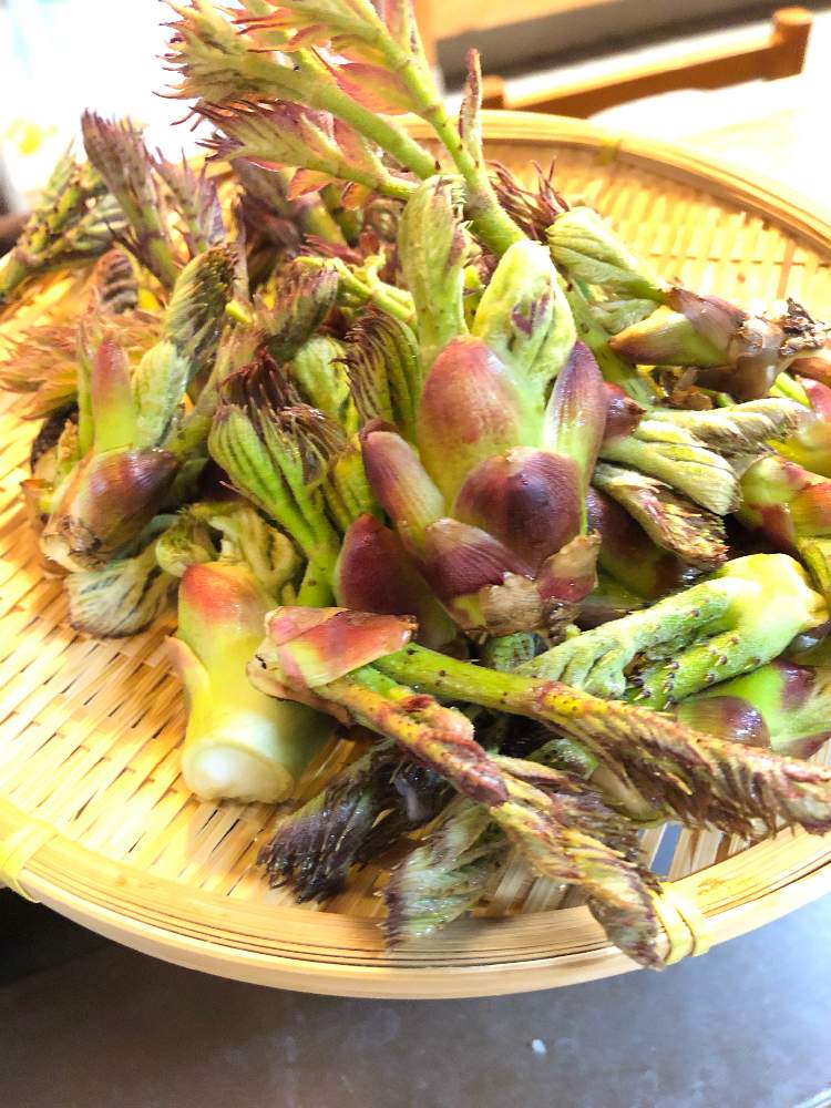 部屋の画像 by ふみさん | 部屋とたらの芽と新芽とおでかけ先とお写んぽともうすぐ春