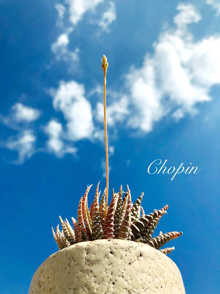 の画像 by Chopin(ショパン)さん | 花芽と多肉植物と十二の巻錦とハオルチア属と多肉大好きと多肉の花芽とハオルチア・十二の巻とファスキアータ ヴァリエガータと 十二の巻とナチュラルスタイルと多肉花芽とタニク初心者と青空の下とiPhone撮影と斑入り多肉と多肉ちゃんと可愛い多肉ちゃん❤︎と青空とさわやかと天まで届け☆
