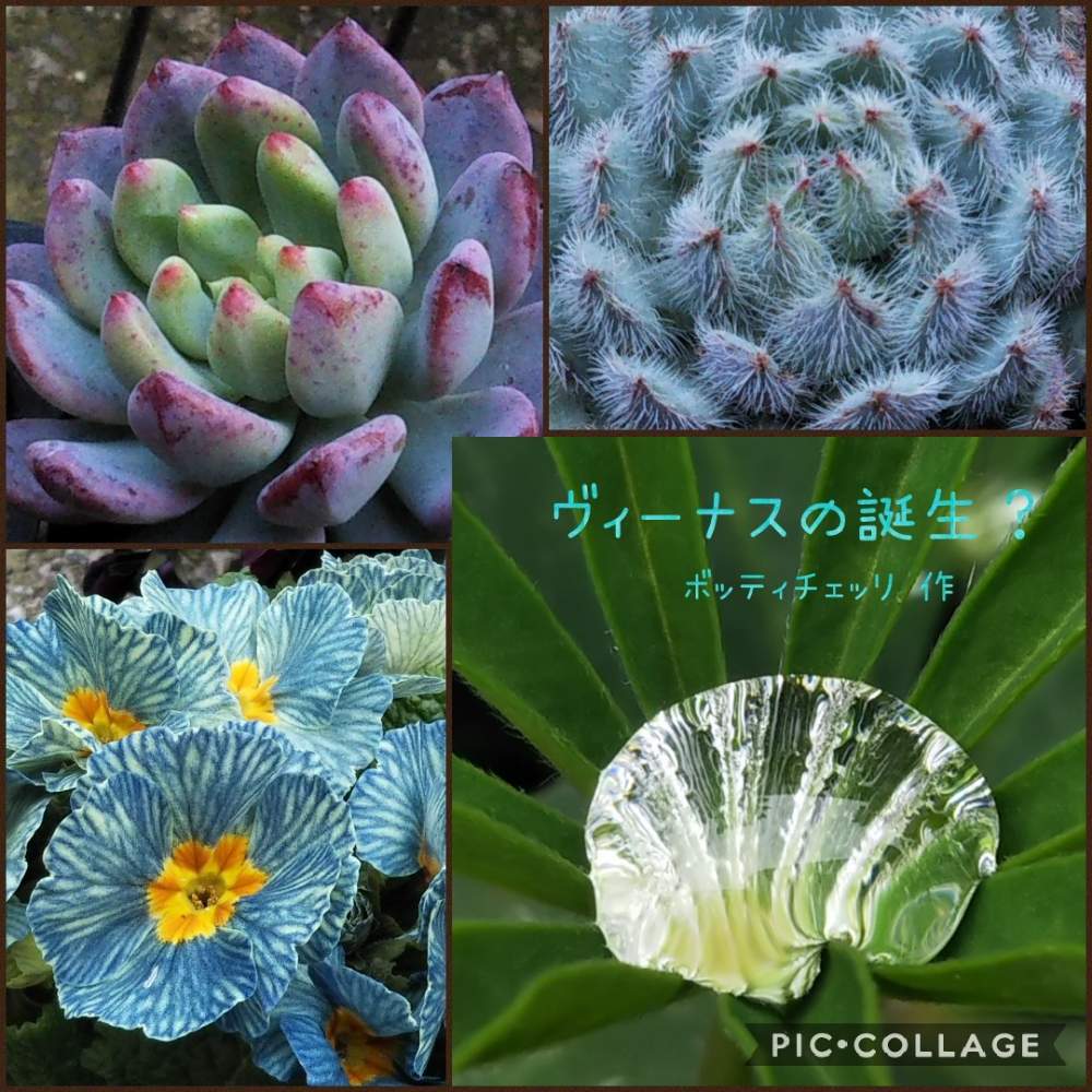 小さな庭の画像 by まめきちさん | 小さな庭と多肉植物とHTCとキュンキュン乙女倶楽部と プリムラとセトーサ 青い渚と富山支部と植中毒とブルーアップル♡とルピナス*と多肉ラボ©とたに倶楽部とタニラーと北陸タニラーと青い渚☆とたにおたくらぶ