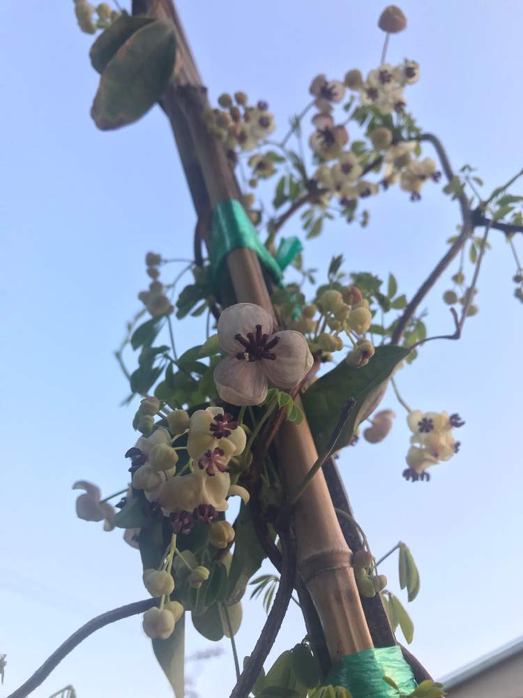 広い庭の画像 by ポポーさん | 広い庭とアケビと果樹栽培と果物の花と男子中学生のお悩みと家庭菜園と果樹と果物とくだものと農家と植中毒と温帯果樹と男子中学生の挑戦(笑)と野性的果樹と野生果樹と珍奇植物と花のある暮らしと家庭菜園奮闘日記と果樹苗と有用植物とガチ農業とフルーツ