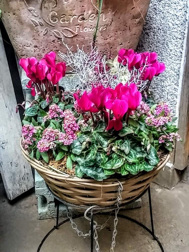 小さな庭の画像 by 時遊人さん | 小さな庭と麻布と寄せ植えとGS映えとカゴ寄せと花のある暮らしとアリッサム♡とガーデンシクラメン❤︎とクッションブッシュ!とシルバーリーフ