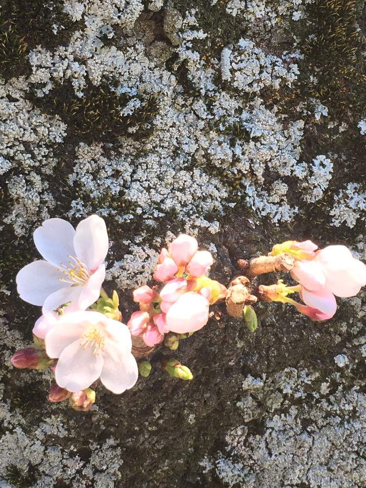 お出かけ先の画像 by たえポンさん | お出かけ先と秦野市カルチャーパークと『2019桜』フォトコンテストと花のある暮らしと可愛らしい♡とソメイヨシノ☆
