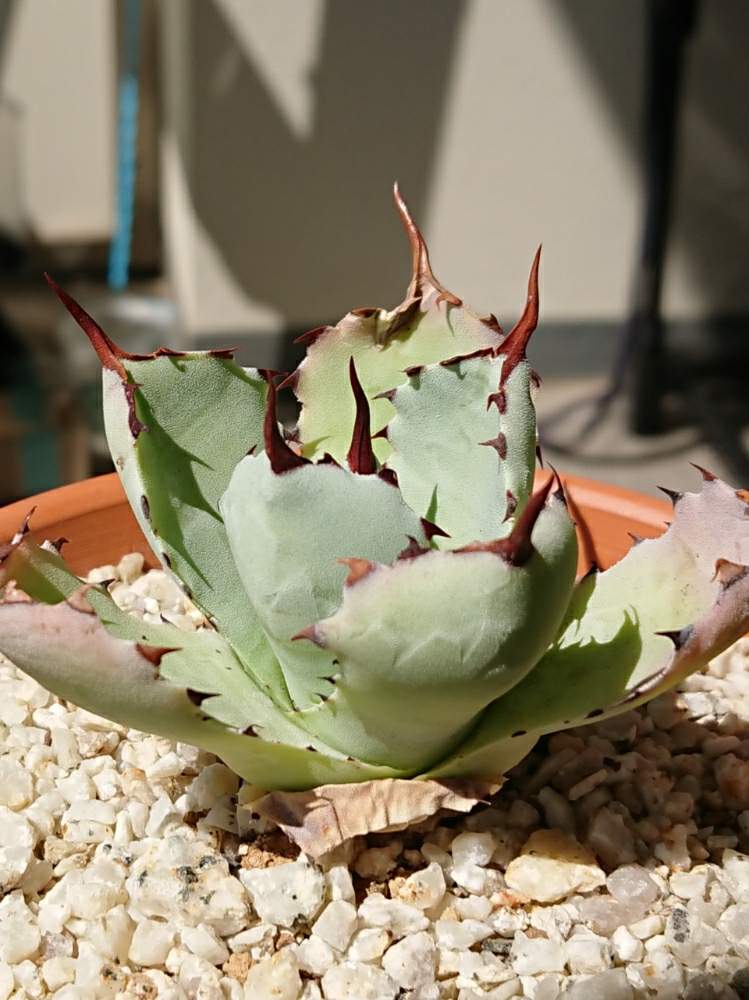 バルコニー/ベランダの画像 by ベランダ大好きさん | バルコニー/ベランダと多肉植物と千葉県と二和園と植中毒とアガベ・吉祥冠とタニラーと珍奇植物と花のある暮らしと千葉タニラーとアガベ属とバルコニスト