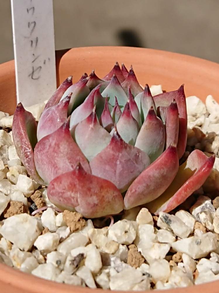 バルコニー/ベランダの画像 by ベランダ大好きさん | バルコニー/ベランダと多肉植物と千葉県と二和園と植中毒とエケベリア属 チワワリンゼとエケベリア属とタニラーと珍奇植物と花のある暮らしと千葉タニラーとバルコニスト