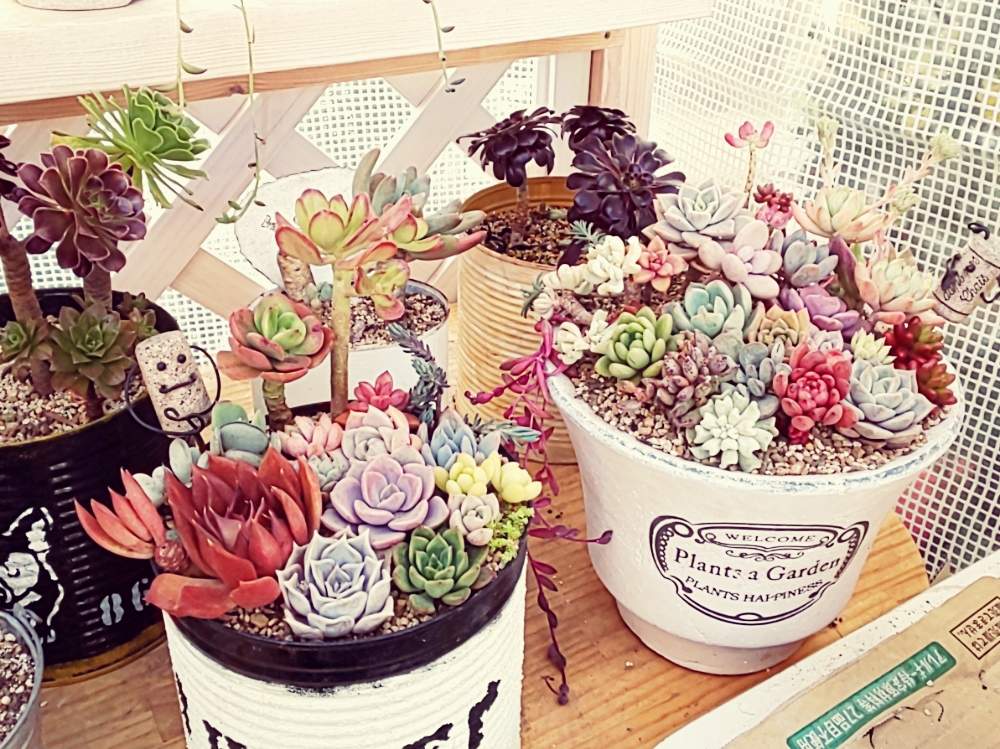 棚の画像 by めぐさん | 棚と寄せ植えとGS映えと春が来た❣️と多肉女子と成長記録と花のある暮らしと多肉棚