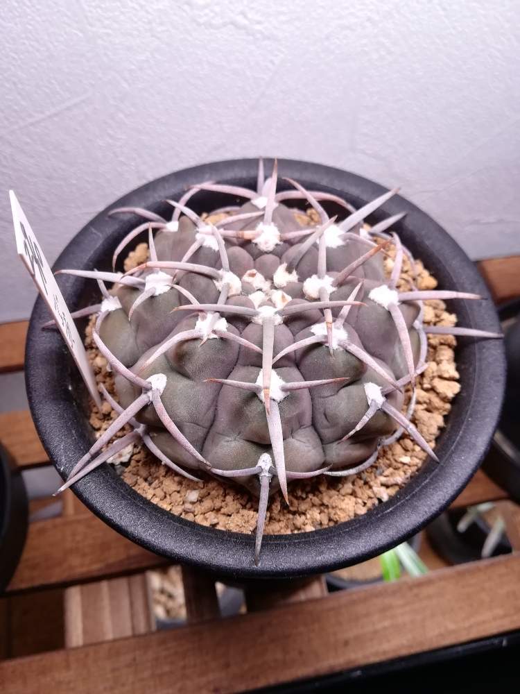 インテリアの画像 by しもちゃんさん | インテリアとバッテリーと多肉植物と自作の多肉棚とサボテン科と京都みどりのマルシェとGS映えとコーデックスとアガベ属