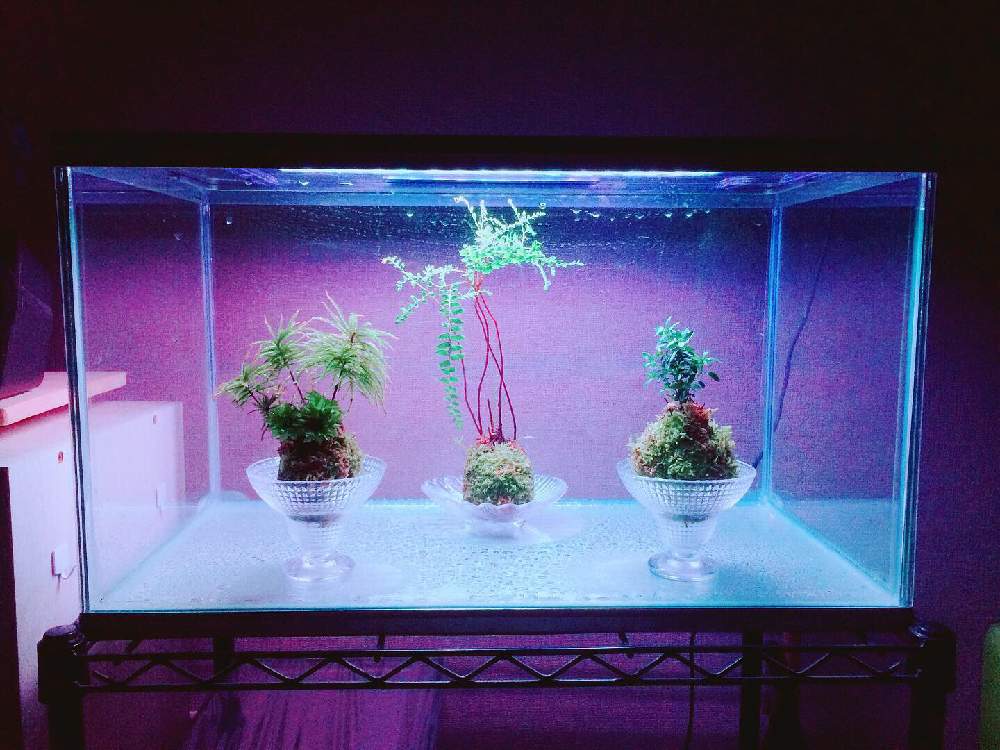 インテリアの画像 by MASTERS OF CACTUSさん | インテリアとクジャクシダとハクチョウゲと植物のある暮らしと苔玉と苔 (コケ)と植物好きと繋がりたい