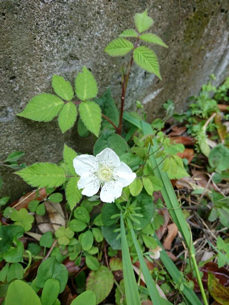 お出かけ先の画像 by ハムちゃんさん | お出かけ先と名前を教えて!と道端の草花と面白いと 野花と小さい花と花のある暮らしとさんぽ道とキイチゴ属と白い花