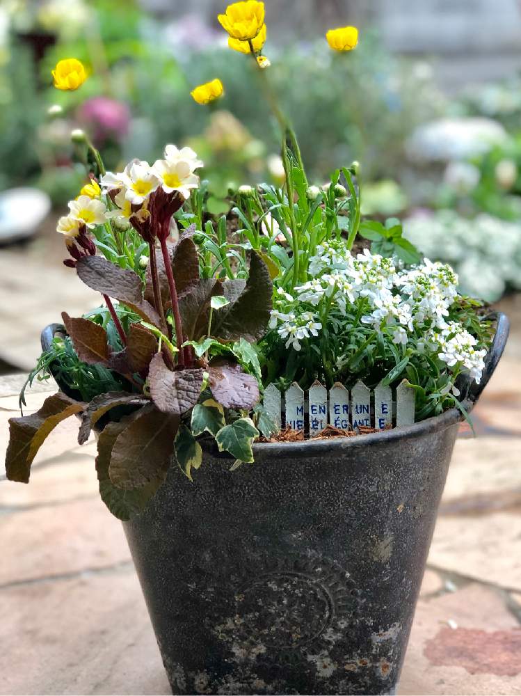 アプローチの画像 by テクテクさん | アプローチとアイビー❇︎と寄せ植えとガーデニングと花のある暮らしとジュリアン寄せ植えと銅葉プリムラ ジェシカとイベリス!と❤️100いいねありがとう!と好きな様に寄せ植えとムルチコーレ♪