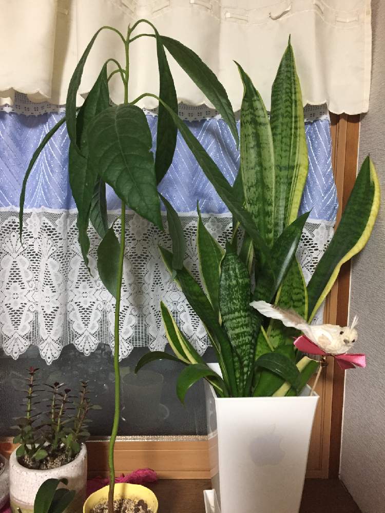 部屋の画像 by コスモスさん | 部屋とサンスベリアとアボカドの種からのともうすぐ春と花のある暮らし