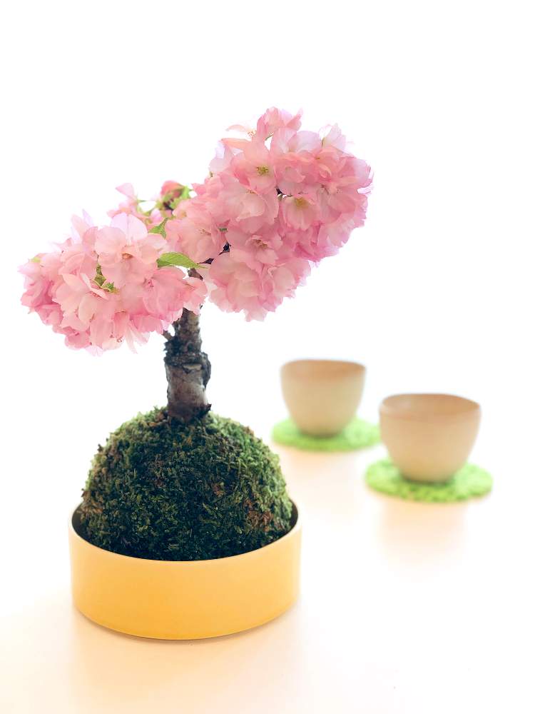部屋の画像 by ラムネ味さん | 部屋とさくら サクラ 桜と苔玉仕立てと開花と季節を楽しむと開花宣言!と満開と『2019桜』フォトコンテストとGS映えとお部屋でお花見と季節の花と元気に育ってます♪と今日の一枚とはるが来た!とおうちで お花見と一才桜旭山と苔玉とお部屋で楽しもうと花のある暮らしとかわいいとたくさん咲いたね!と桜前線と旭山桜の盆栽