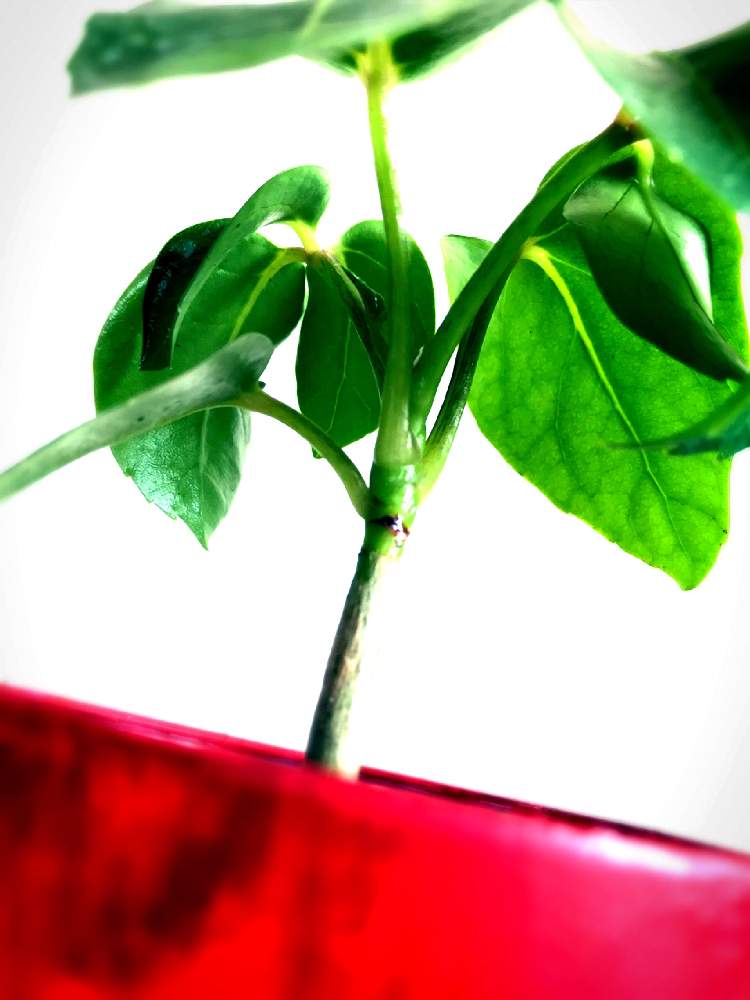 部屋の画像 by かりやすさん | 部屋と観葉植物とうなじショットと観葉植物初心者とうなじとブラッサイヤ!