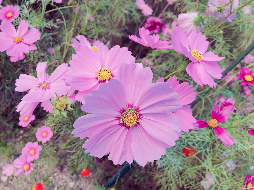お出かけ先の画像 by ちゃぴさん | お出かけ先とコスモスと秋桜と般若寺とコスモス畑