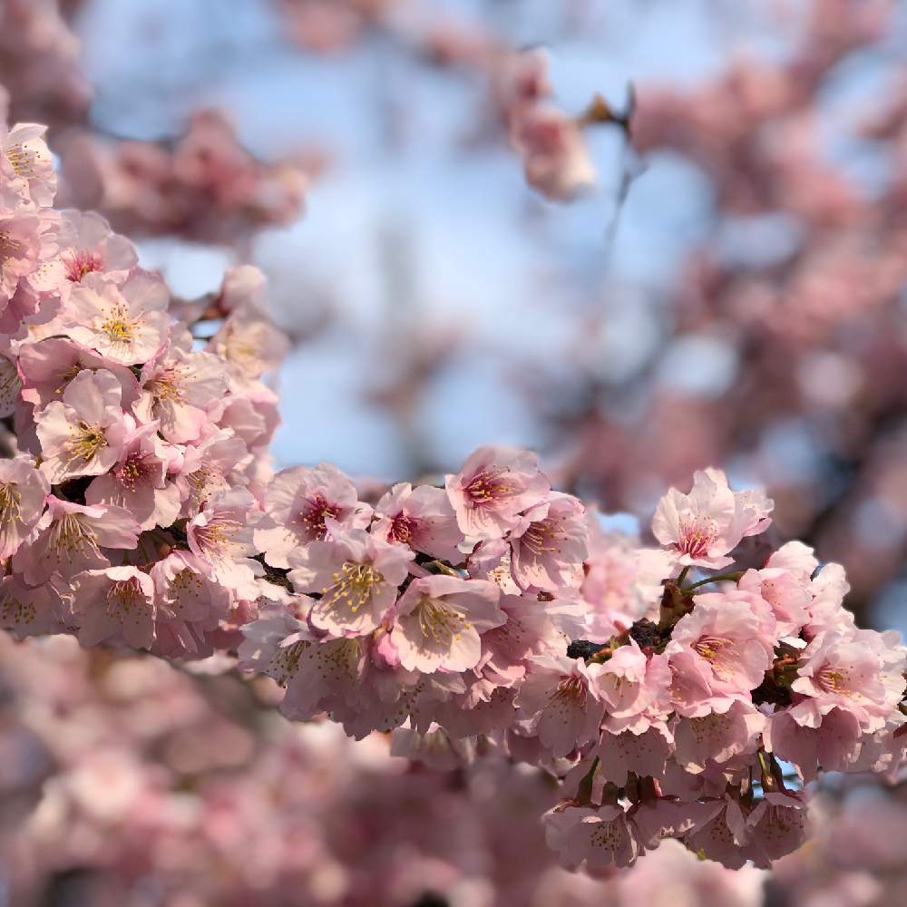 お出かけ先の画像 by makipiさん | お出かけ先と『2019桜』フォトコンテストと密蔵院 桜MAP2019と安行桜とバラと夢CLUB