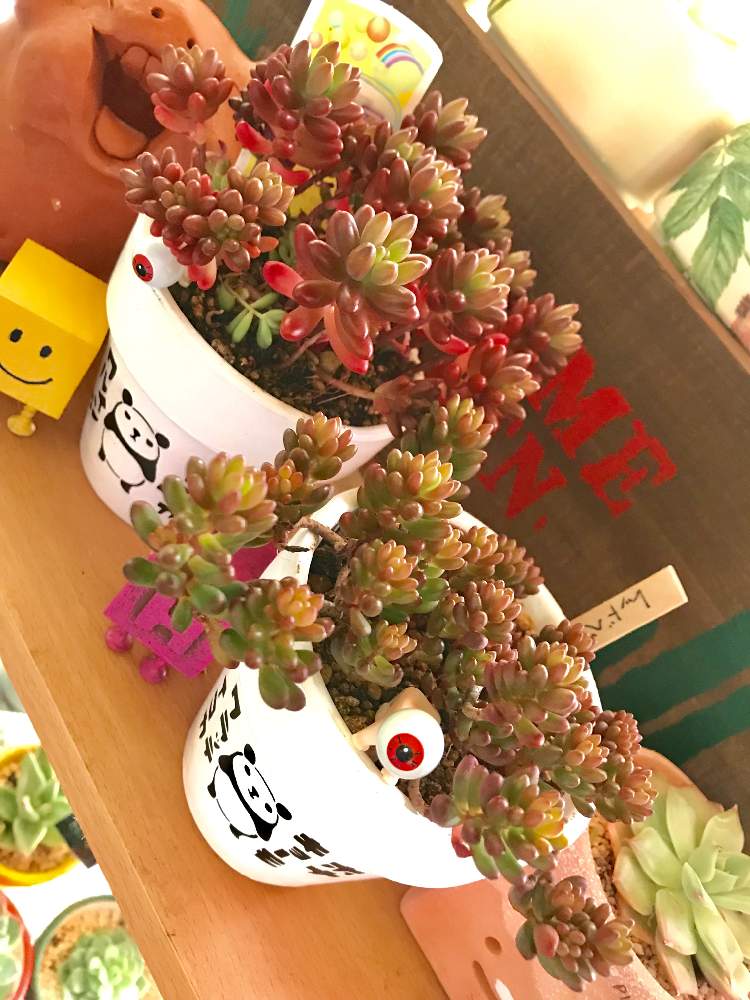 の画像 by hiichanさん | 虹の玉と45さんありがとう♡と北の大地北海道とレッドベリー♡とバラと夢CLUBと真四角くんと北海道とたにおたくらぶと室内管理とパンダ鉢とGS植物うちなーぐち会と目玉おやじ