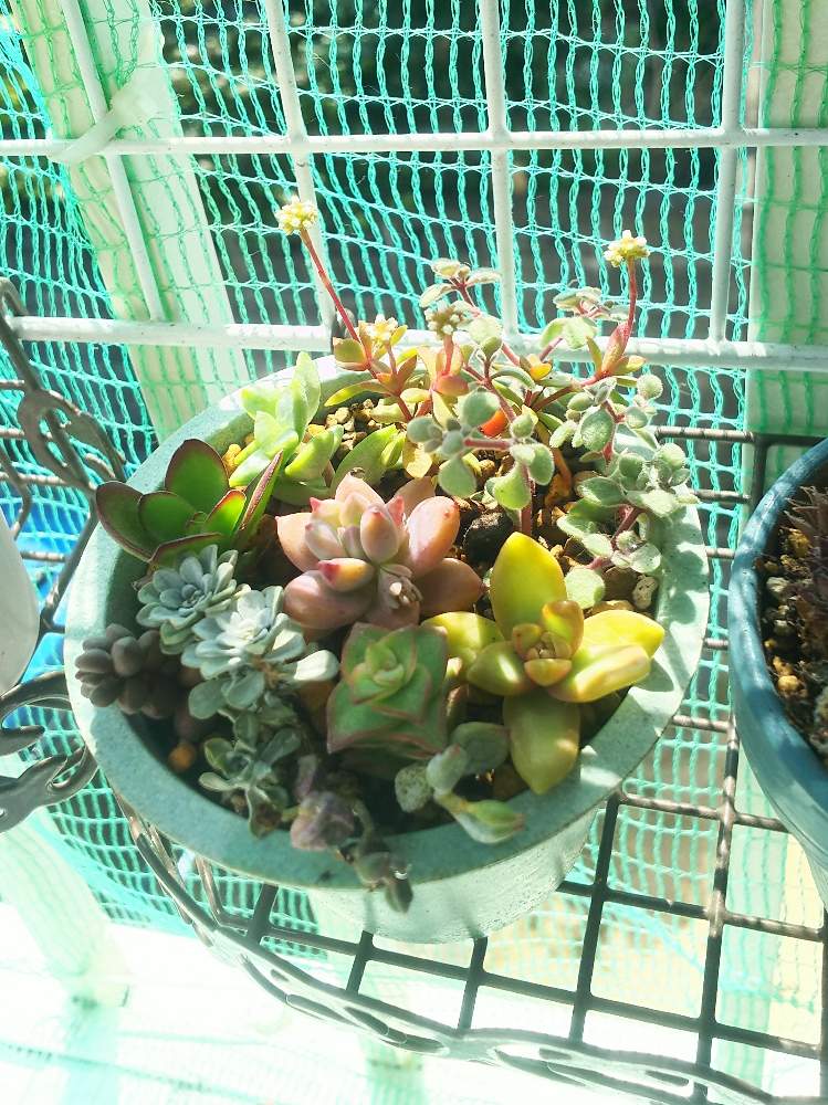 バルコニー/ベランダの画像 by enさん | バルコニー/ベランダと多肉植物とお迎え多肉と開花と多肉大好きとベランダ多肉と寄せ植えとGS映えとお世話頑張ると多肉女子と癒されると可愛いと多肉女子初心者と花のある暮らしと初めてとタニク初心者