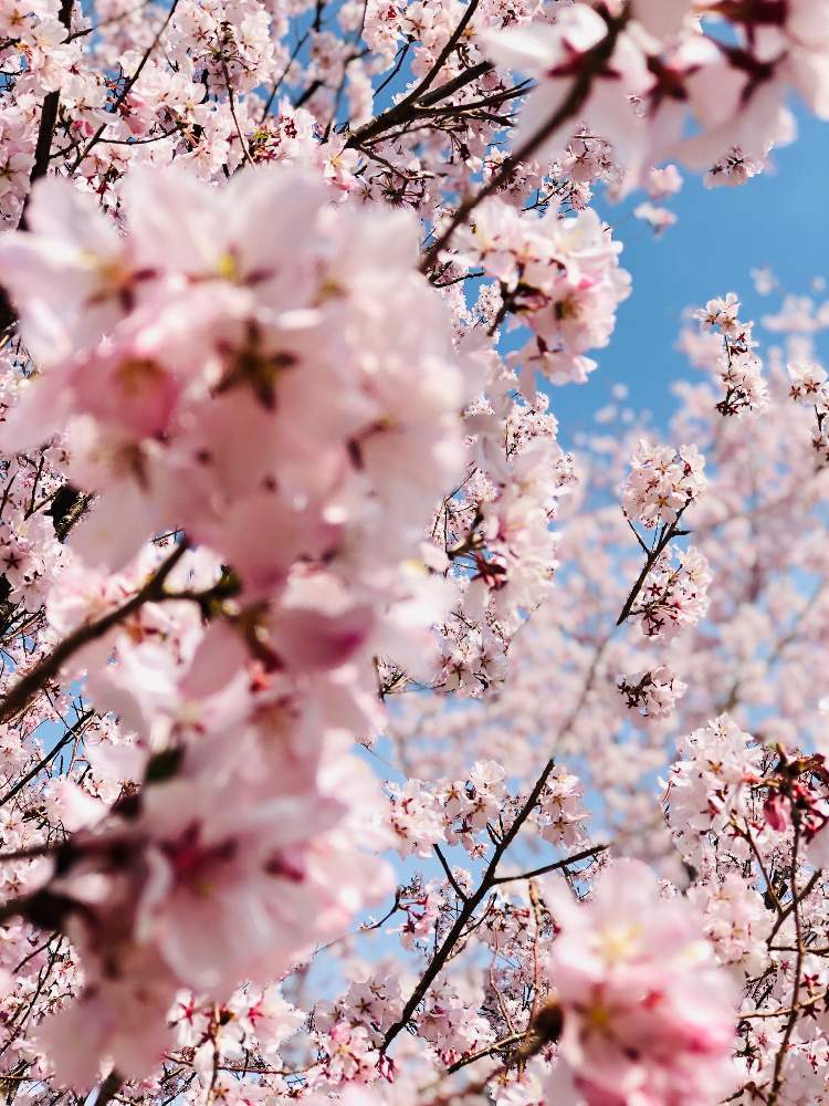 お出かけ先の画像 by ふみさん | お出かけ先とさくら サクラ 桜とサクラサクとお写んぽと『2019桜』フォトコンテストとGS映えとさくら 桜 サクラともうすぐ春と春色と花のある暮らしと淡いピンクとピンク色の花