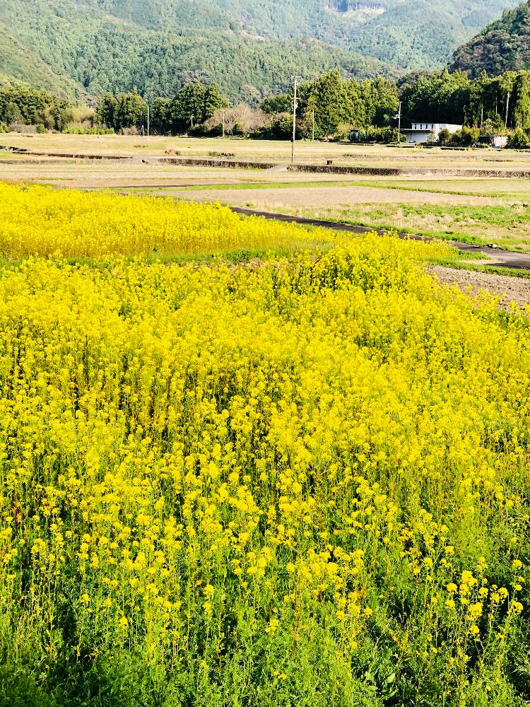 お出かけ先の画像 by ふみさん | お出かけ先と菜の花と花のある暮らしと春色とお写んぽともうすぐ春ときいろいお花