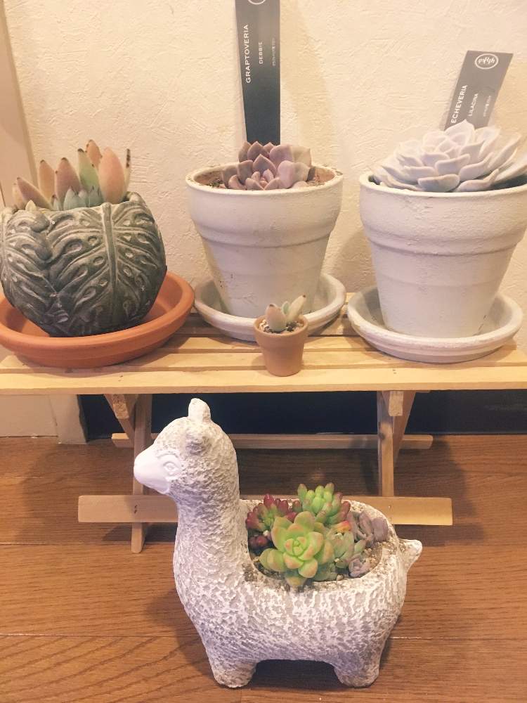 部屋の画像 by kapieさん | 部屋と多肉・デビーとベランダ多肉と リラシナと初心者とペンセルビウムと多肉植物寄せ植えと多肉女子と月兎耳♪と多肉初心者